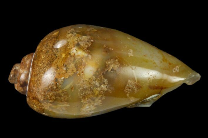 Polished, Chalcedony Replaced Gastropod Fossil - India #133535